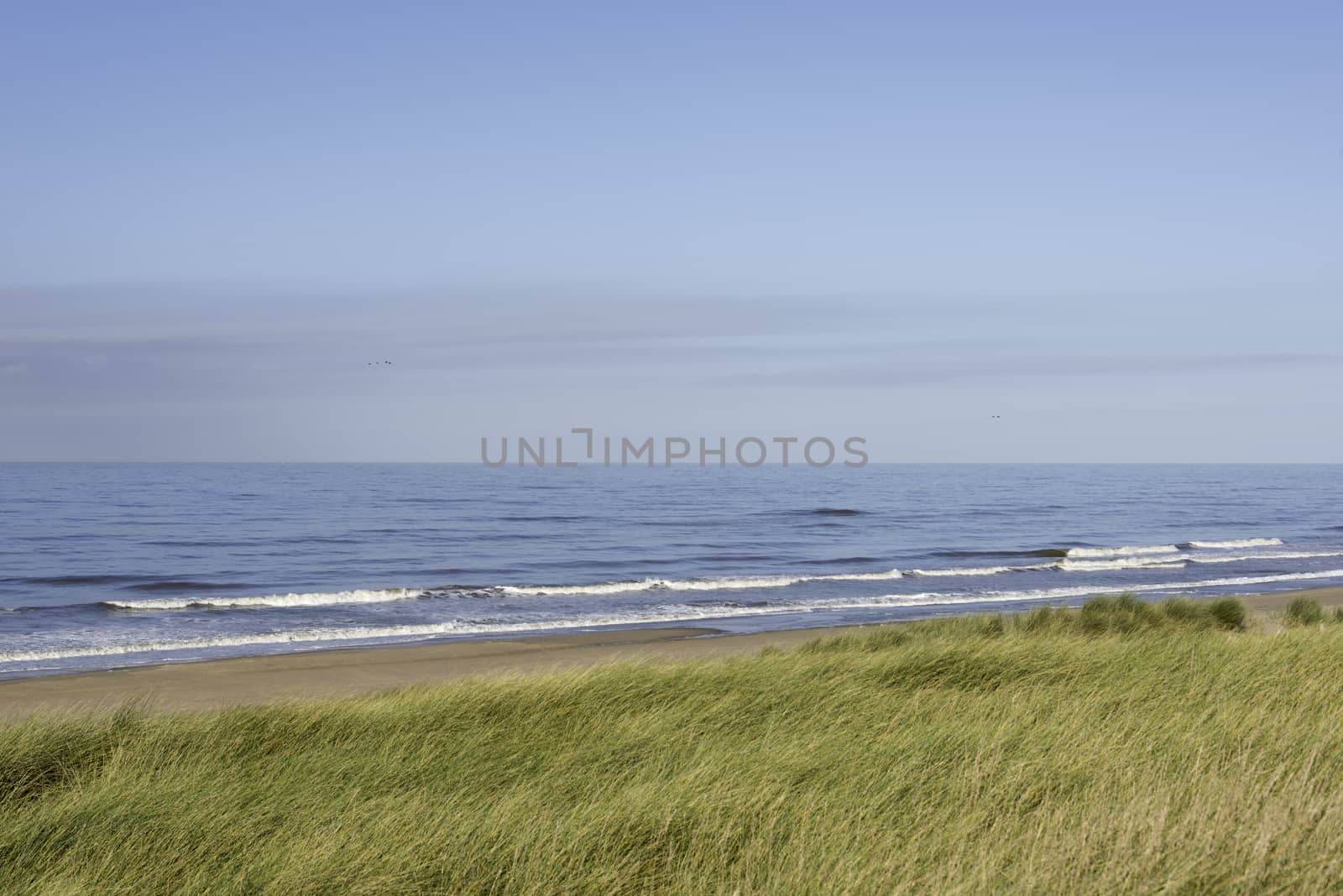 the wind in the green grass in the dunes near the beach and the nortsea in Holland