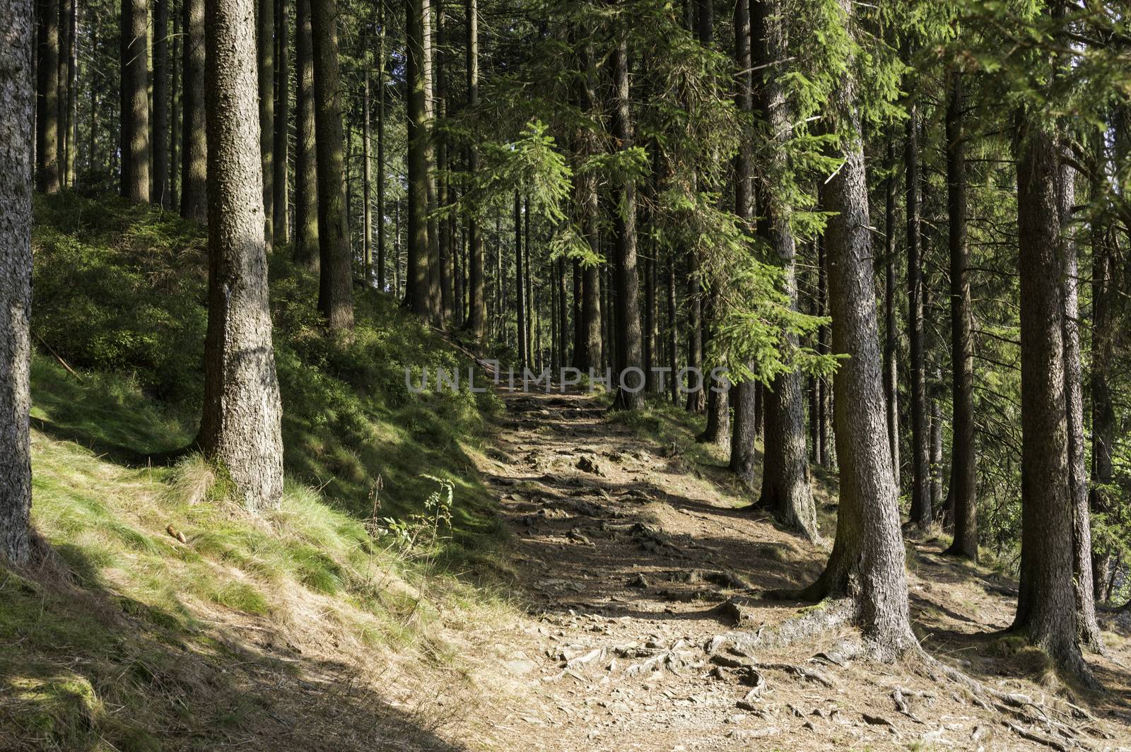 walking into the forest in the harz in autumn