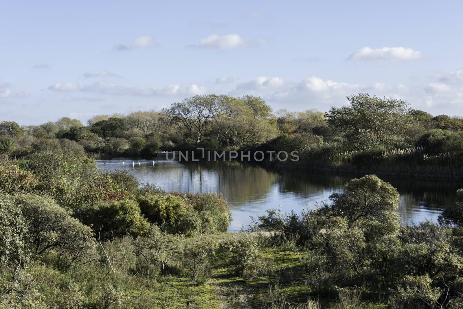 white swan swimming in pond in dutch nature near wassenaar dunes