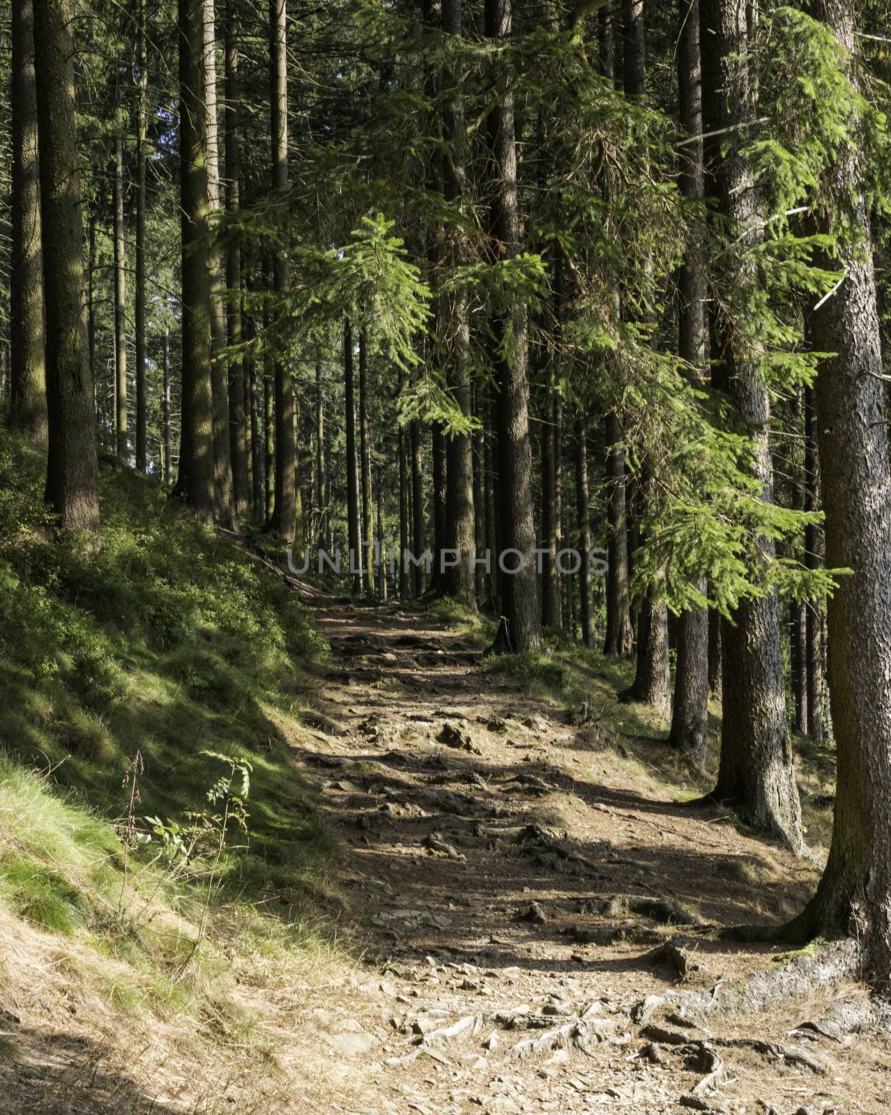 walking into the forest in the harz in autumn