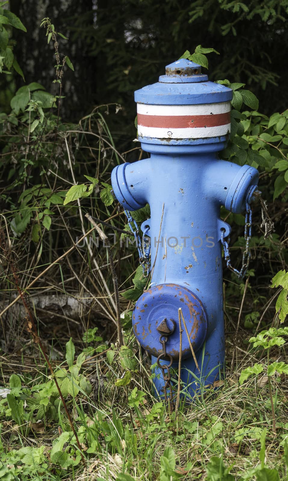 old type of blue metal fire hydrtant in green area