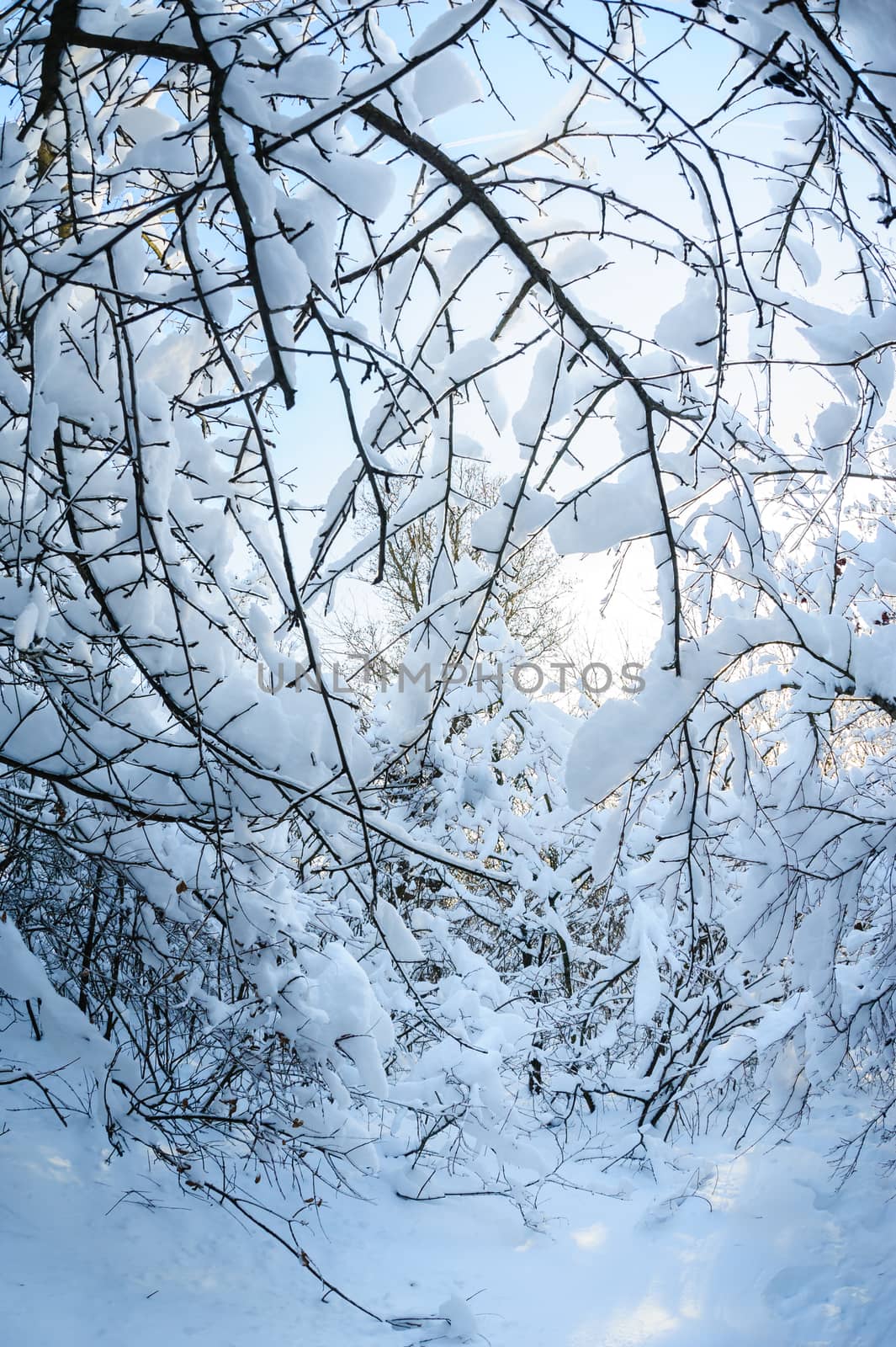 Snow covered winter trees, blue sky at background