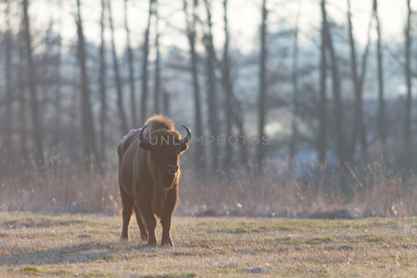 european bison in the wild, nature series 
