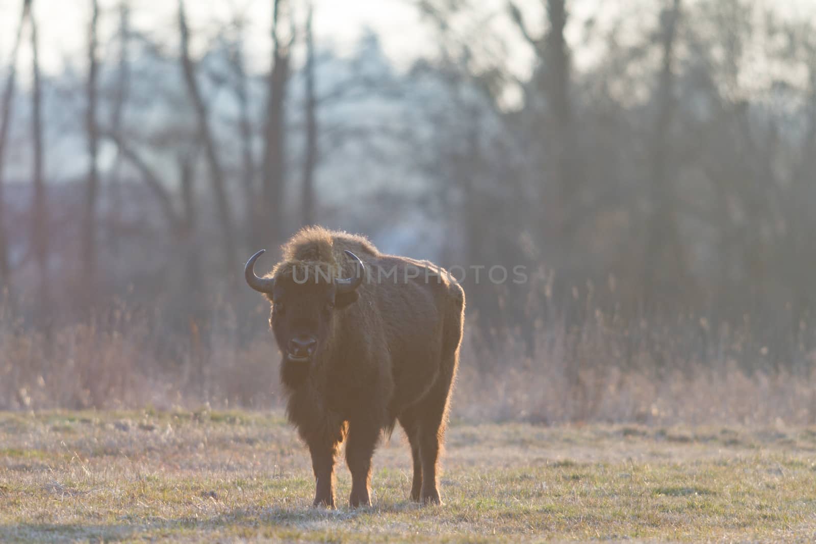 european bison in the wild, nature series 