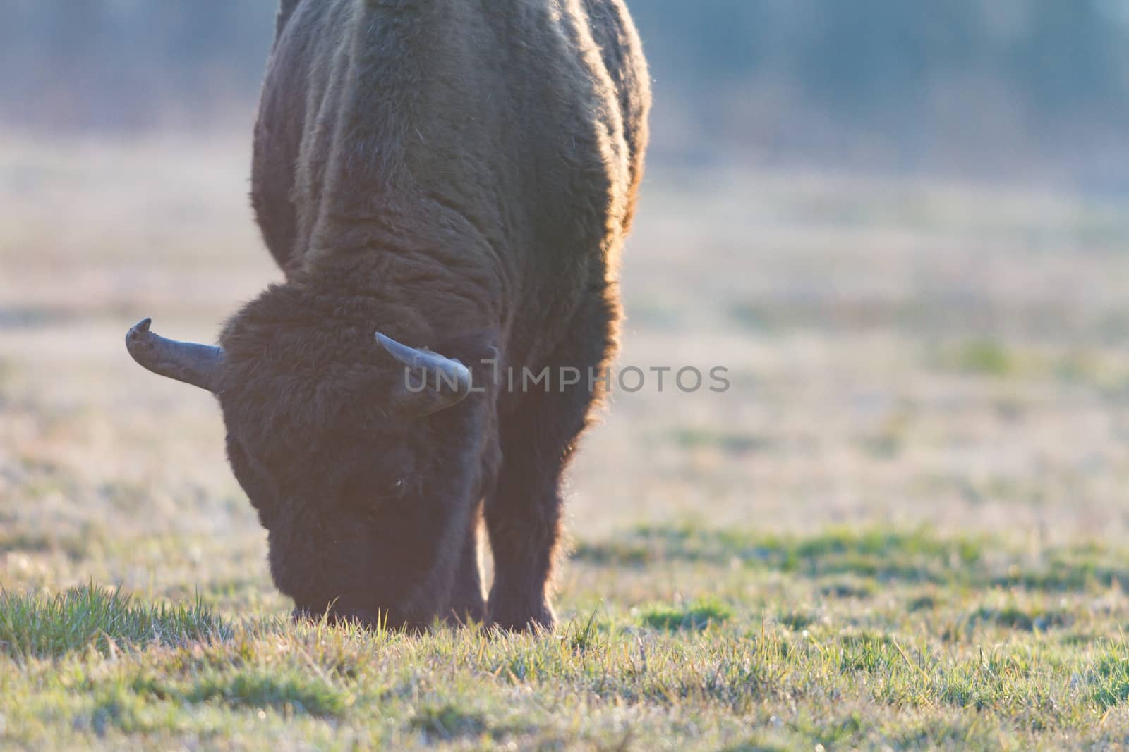 european bison in the wild, nature series 