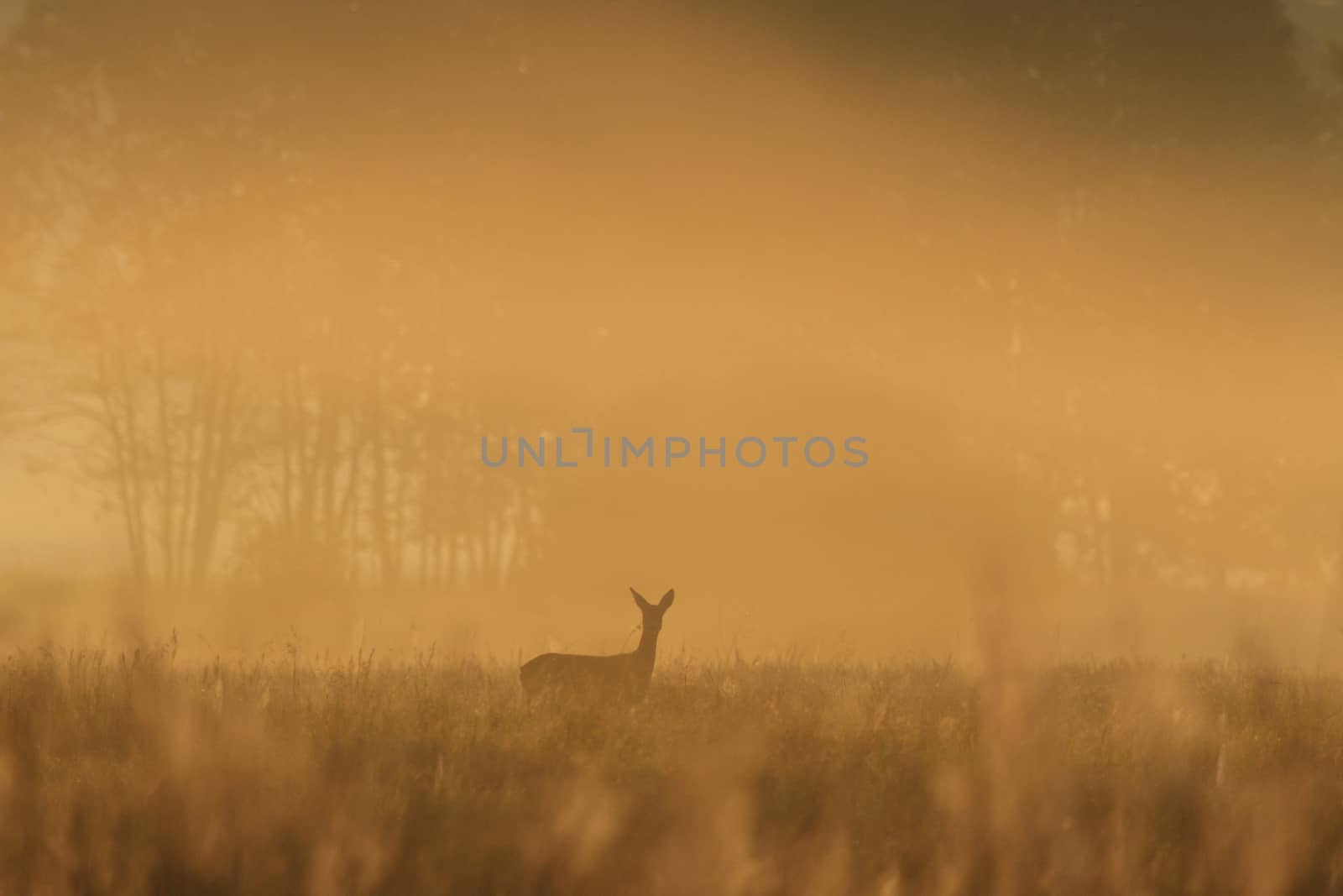 deer over the forest background in sunny day, nature series