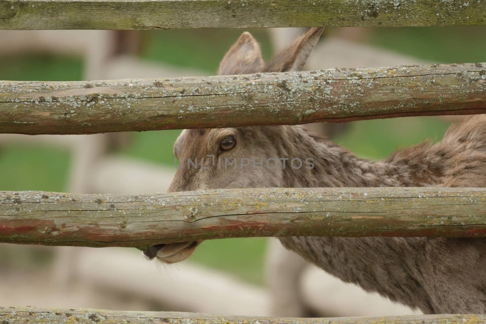 deer in captive, deer in a cage, nature series