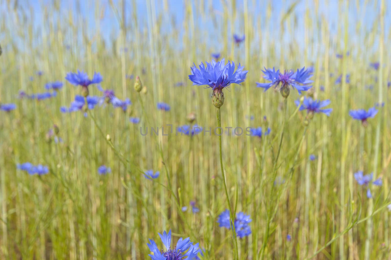 flowers as a colorful background, macro photo, nature series
