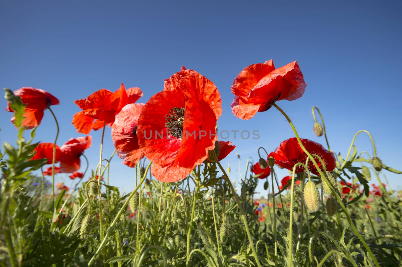 flowers as a colorful background, macro photo, nature series
