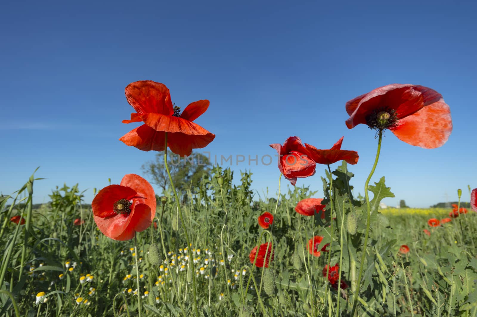 flowers as a colorful background, macro photo, nature series