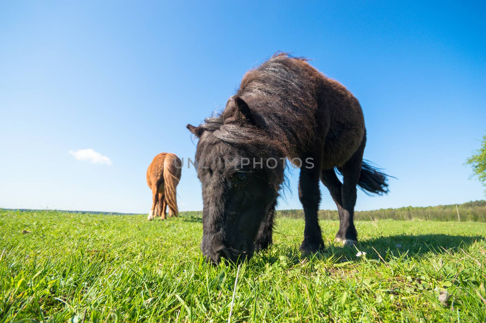 horse in a field, farm animals, nature series