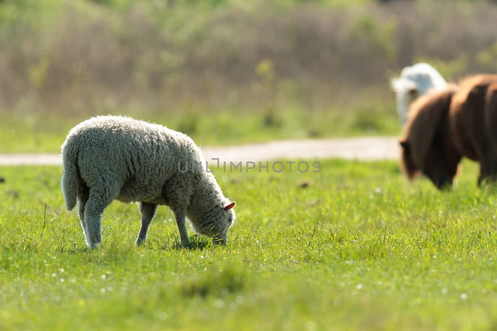 horse in a field, farm animals, nature series