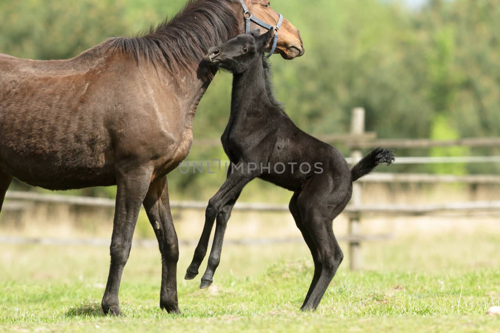 horse in a field, farm animals, nature series