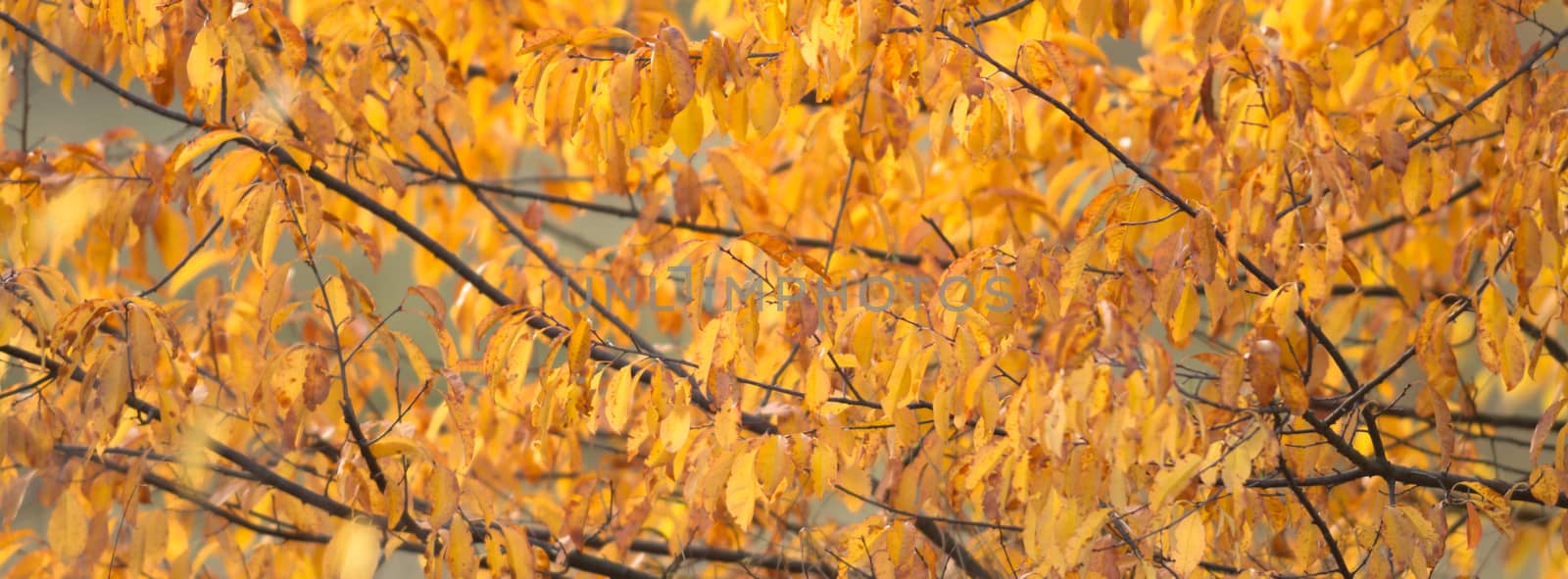 natural background with colored leaves, nature series