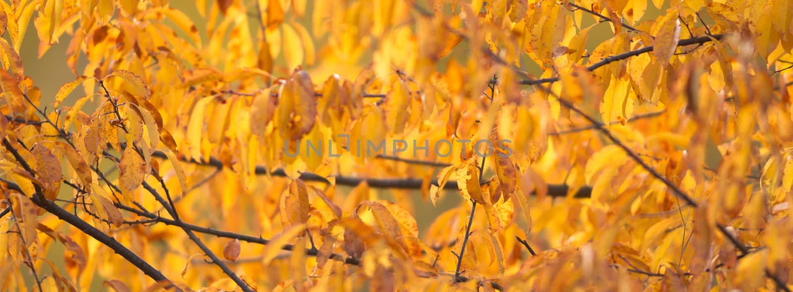 natural background with colored leaves, nature series