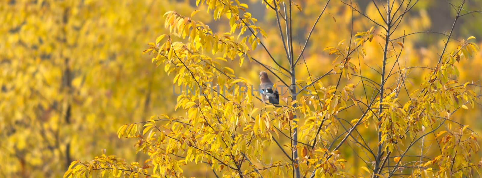 natural background with colored leaves, nature series