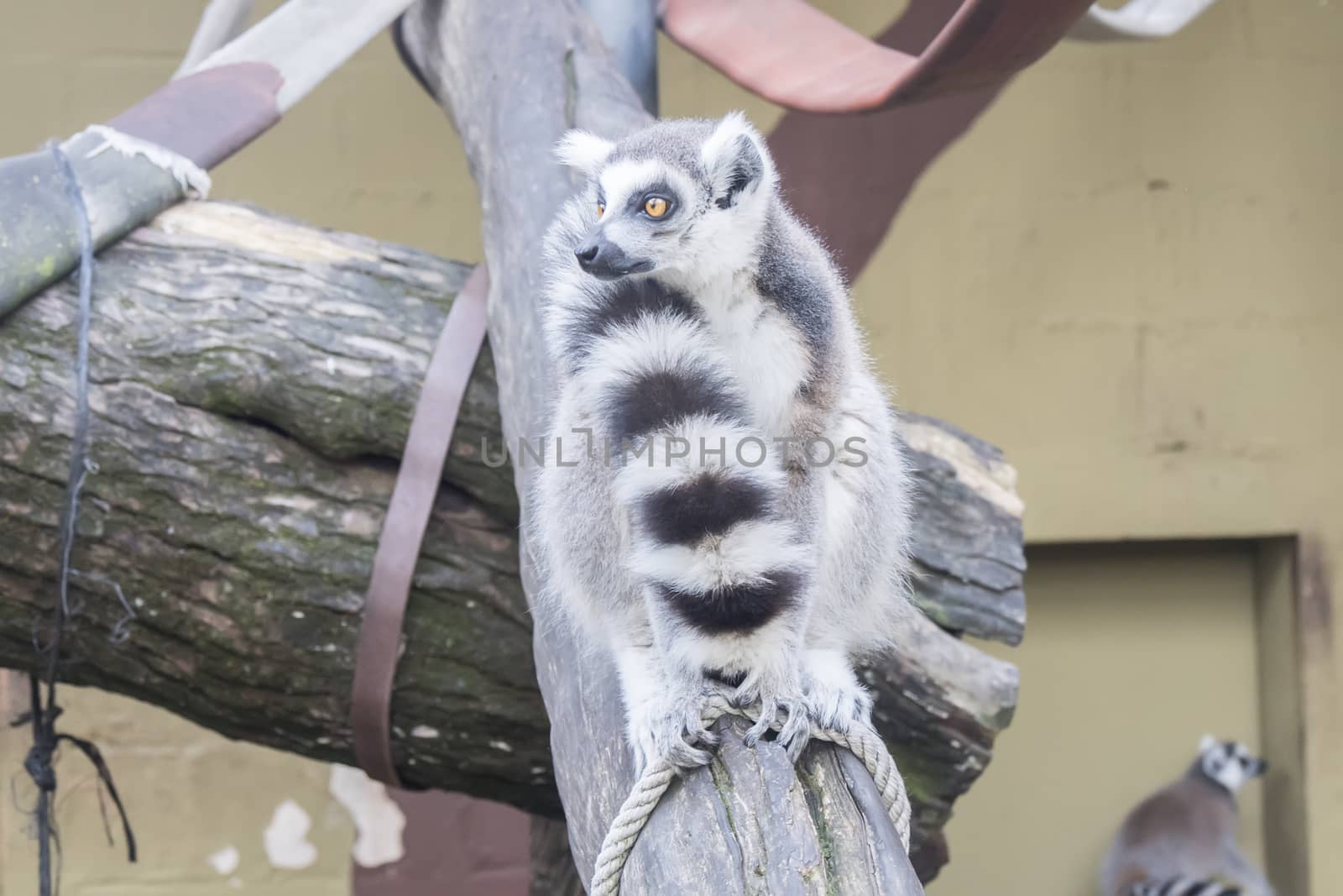 Lemur catta, Ring-tailed lemur