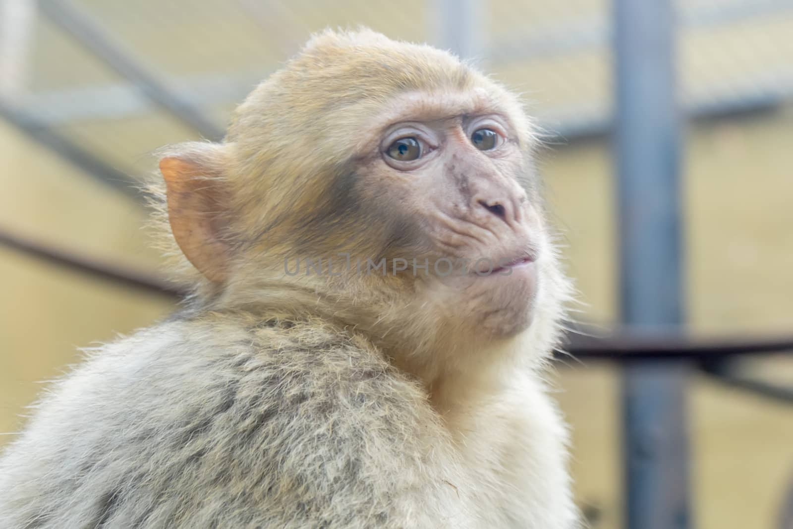 Macaca sylvanus, Barbary macaque by max8xam