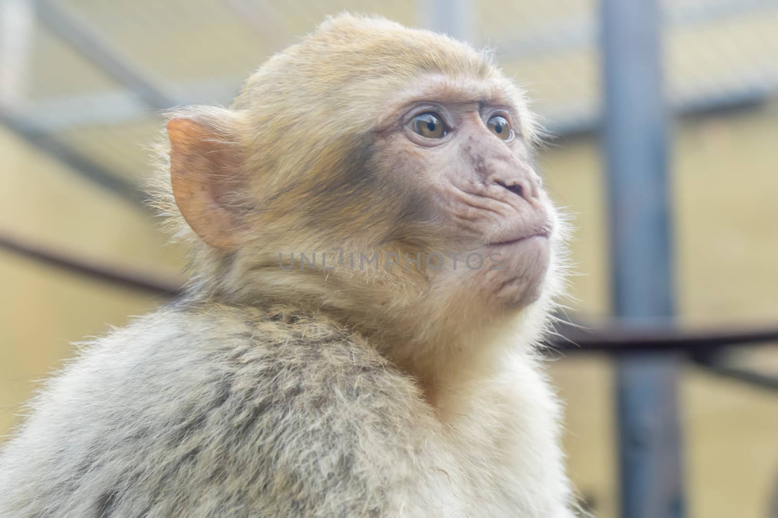 Macaca sylvanus, Barbary macaque by max8xam