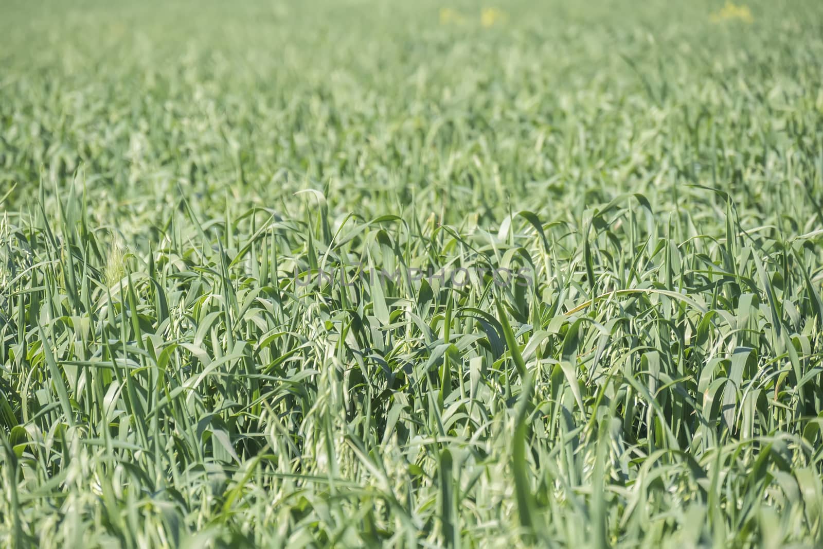 Unripe Oat harvest, green field