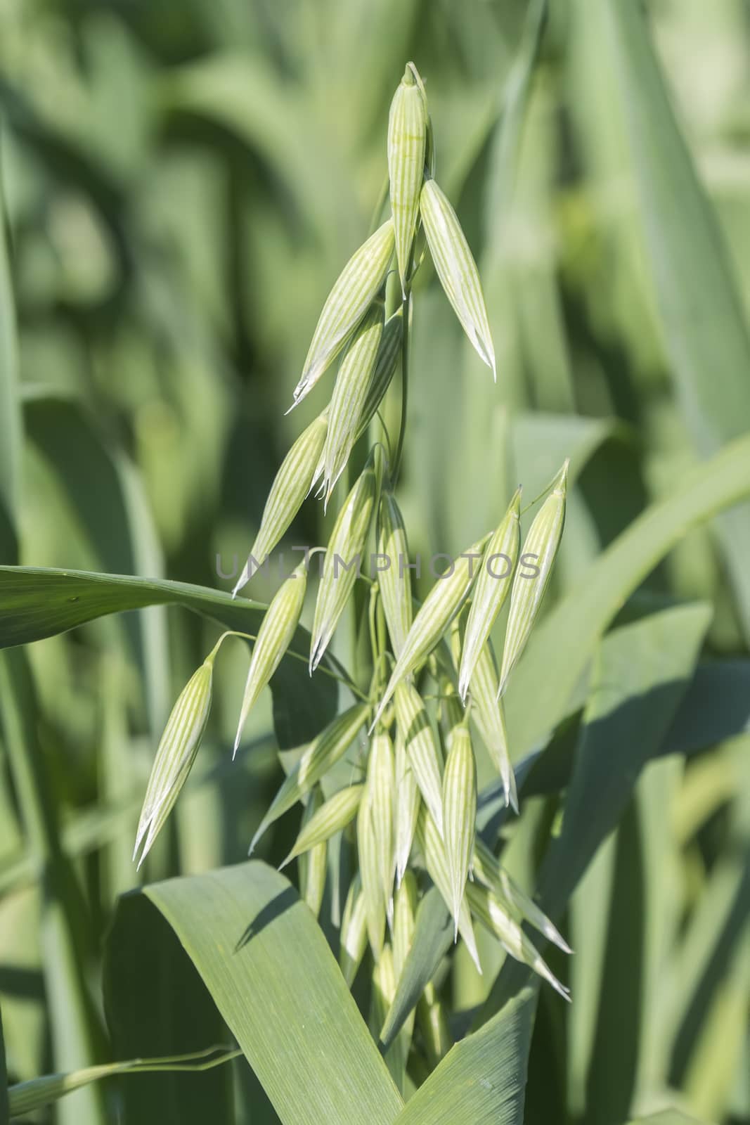 Unripe Oat harvest, green field by max8xam