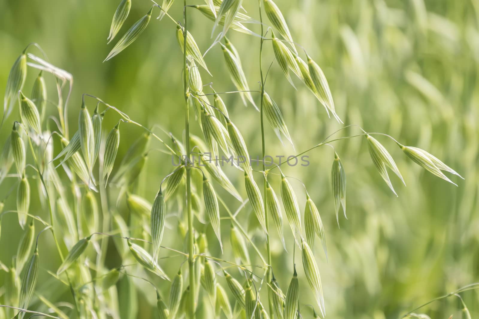 Unripe Oat harvest, green field by max8xam