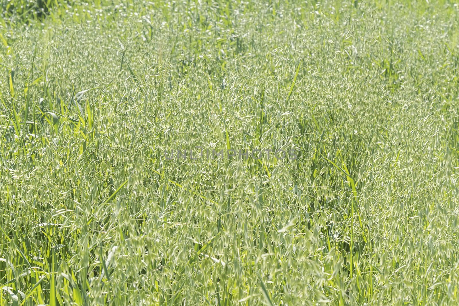 Unripe Oat harvest, green field