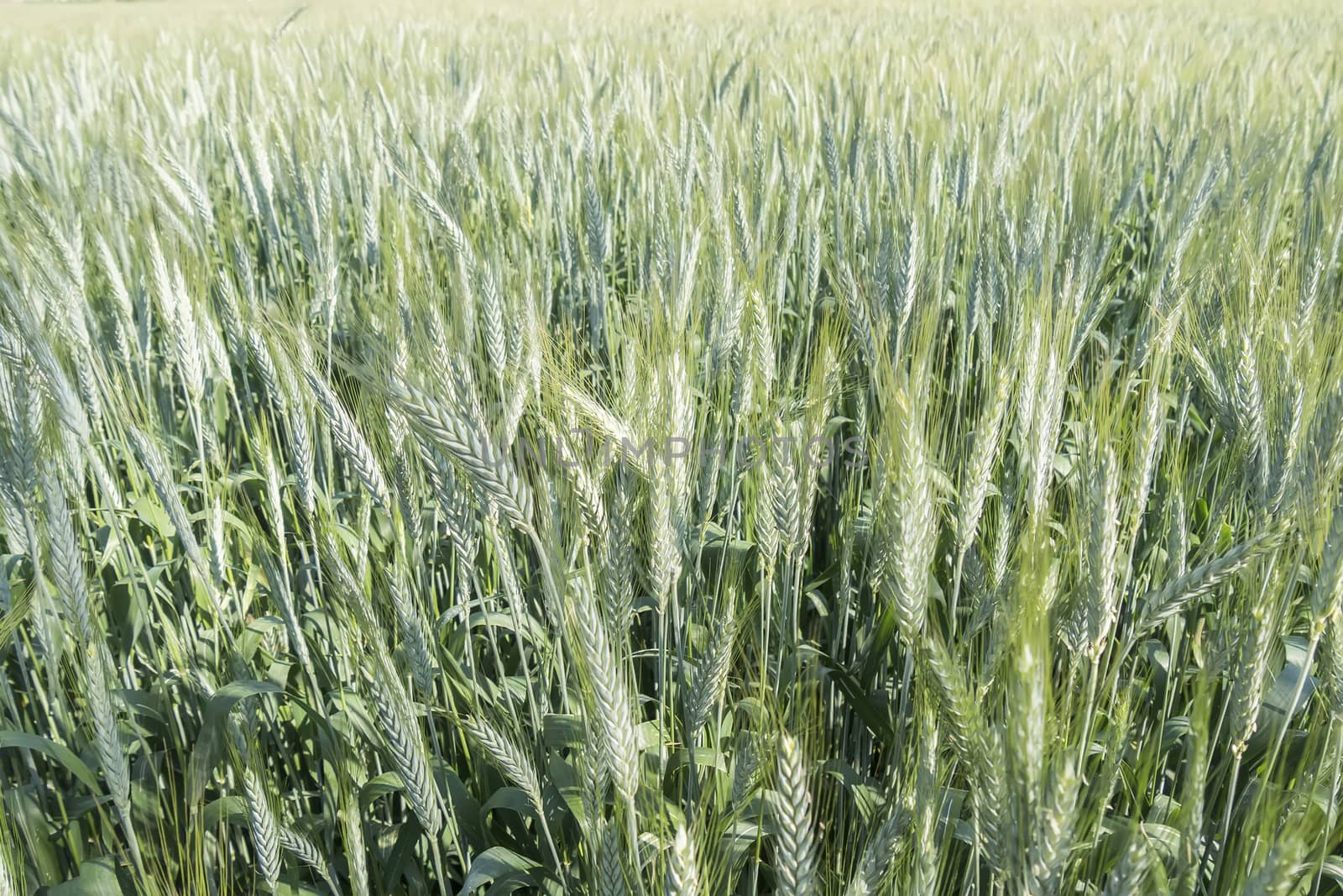 Unripe wheat ears, green field by max8xam