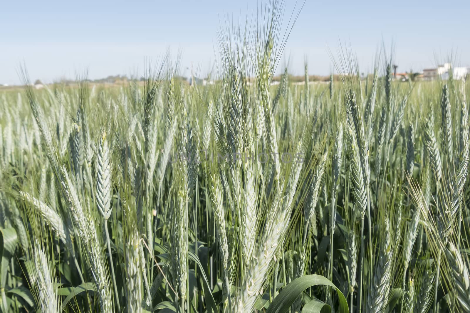 Unripe wheat ears, green field