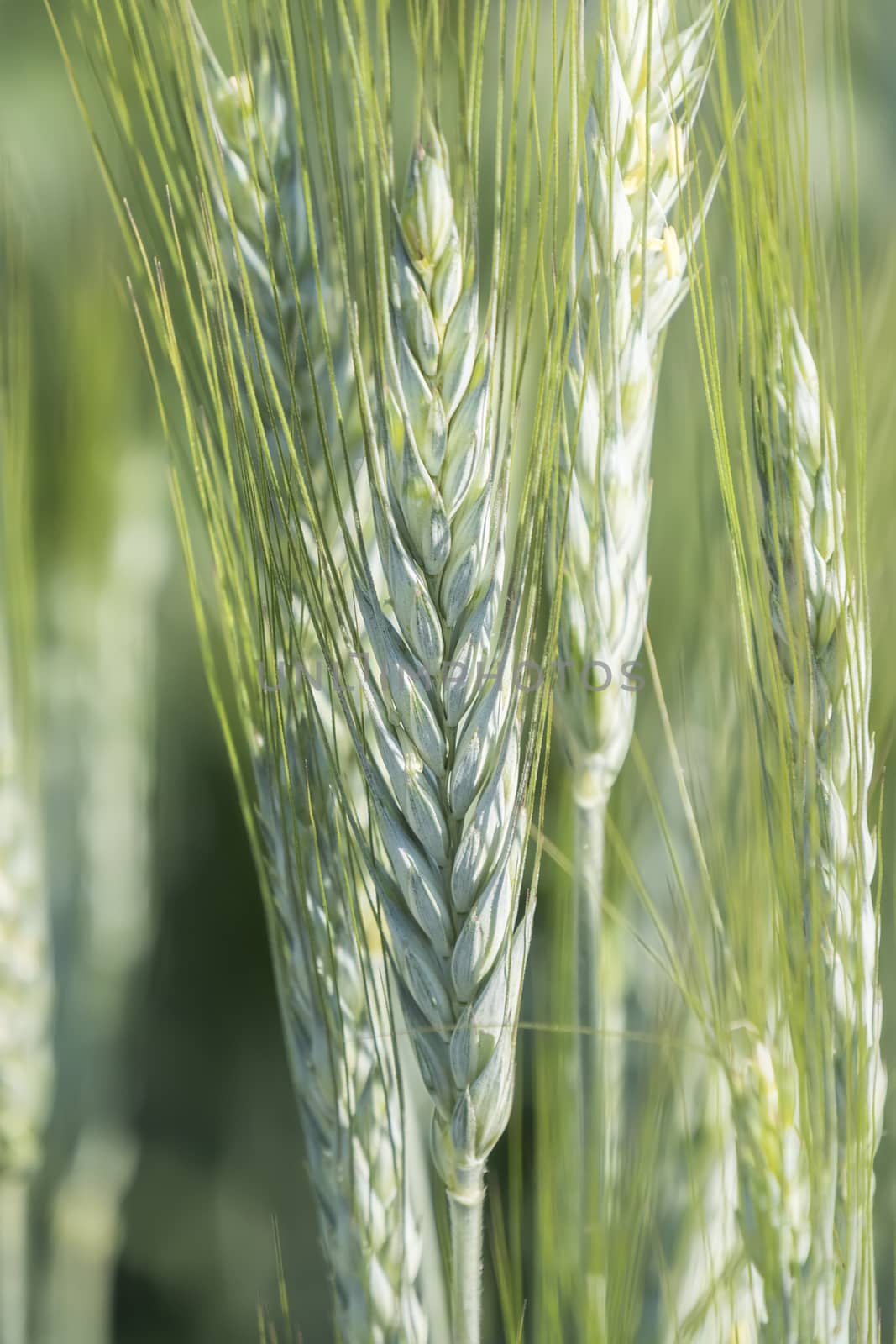 Unripe wheat ears, green field by max8xam