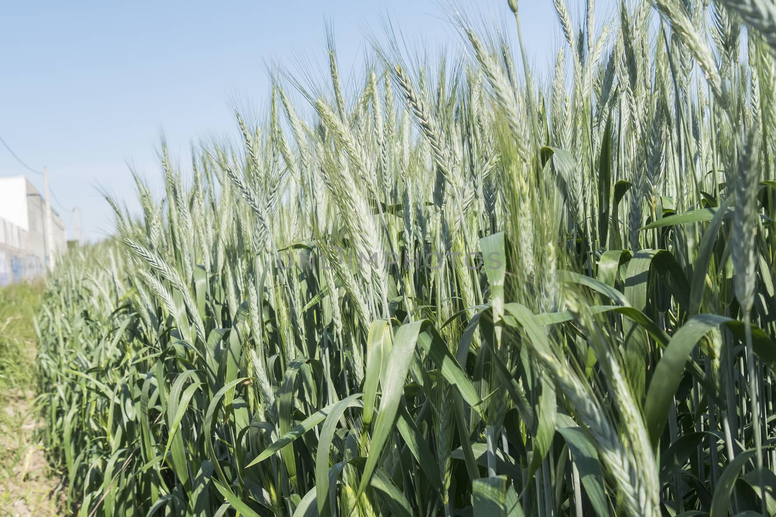 Unripe wheat ears, green field