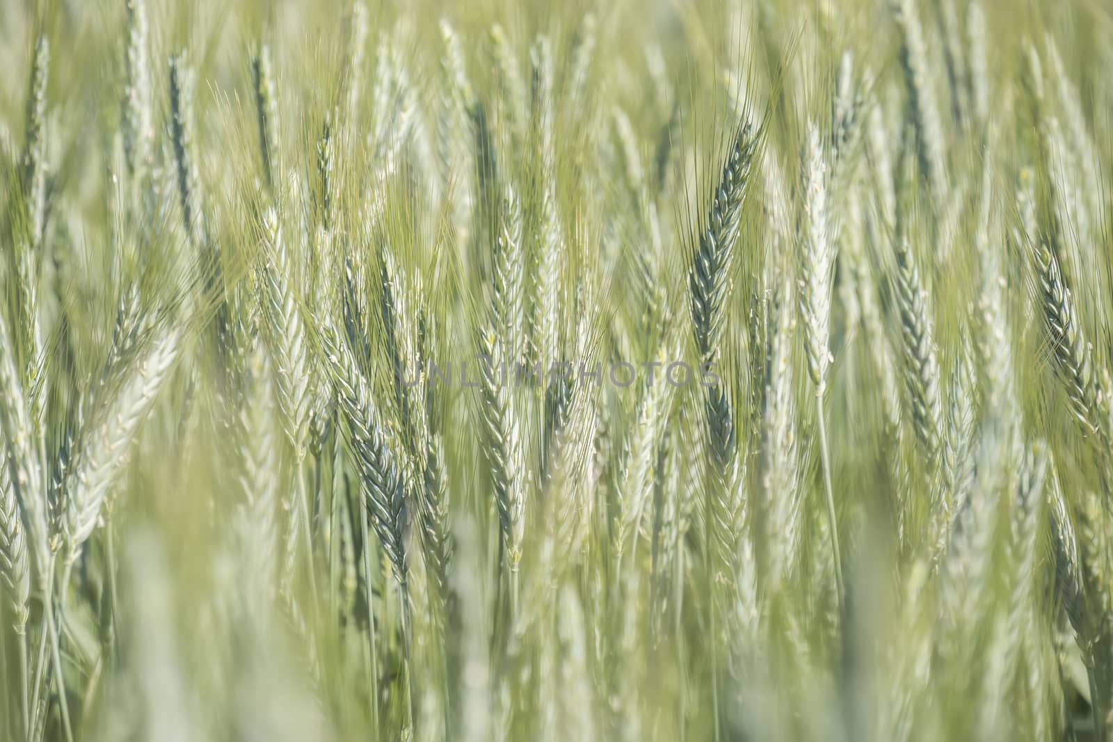 Unripe wheat ears, green field