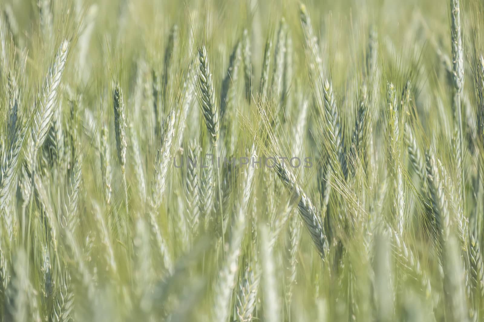 Unripe wheat ears, green field