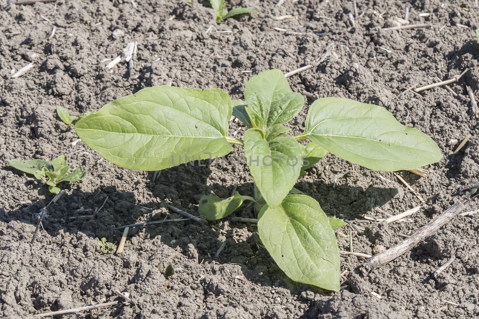 Plant sprout sunflower growing