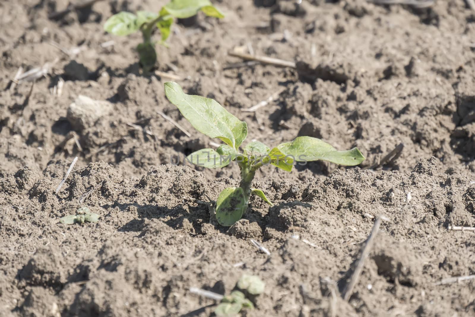 Plant sprout sunflower growing