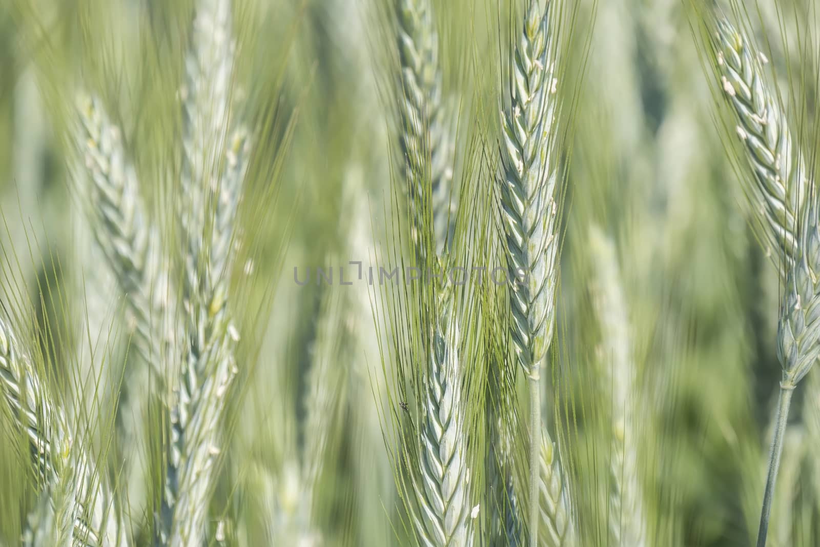 Unripe wheat ears, green field