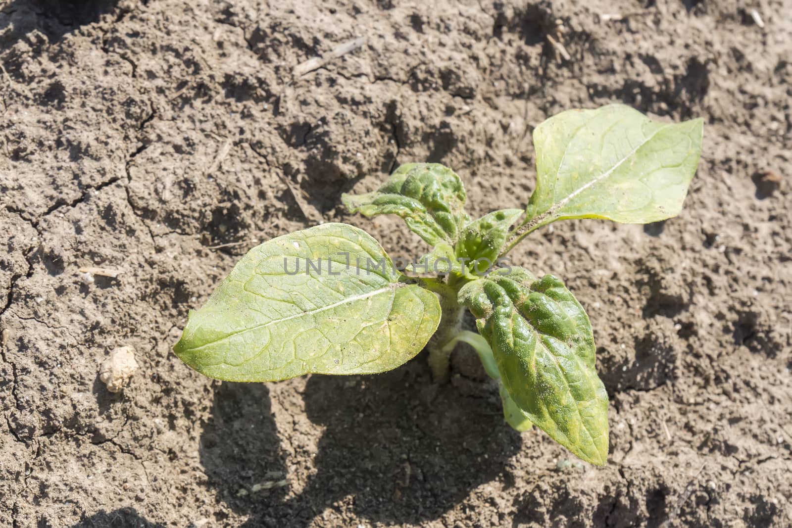 Plant sprout sunflower growing