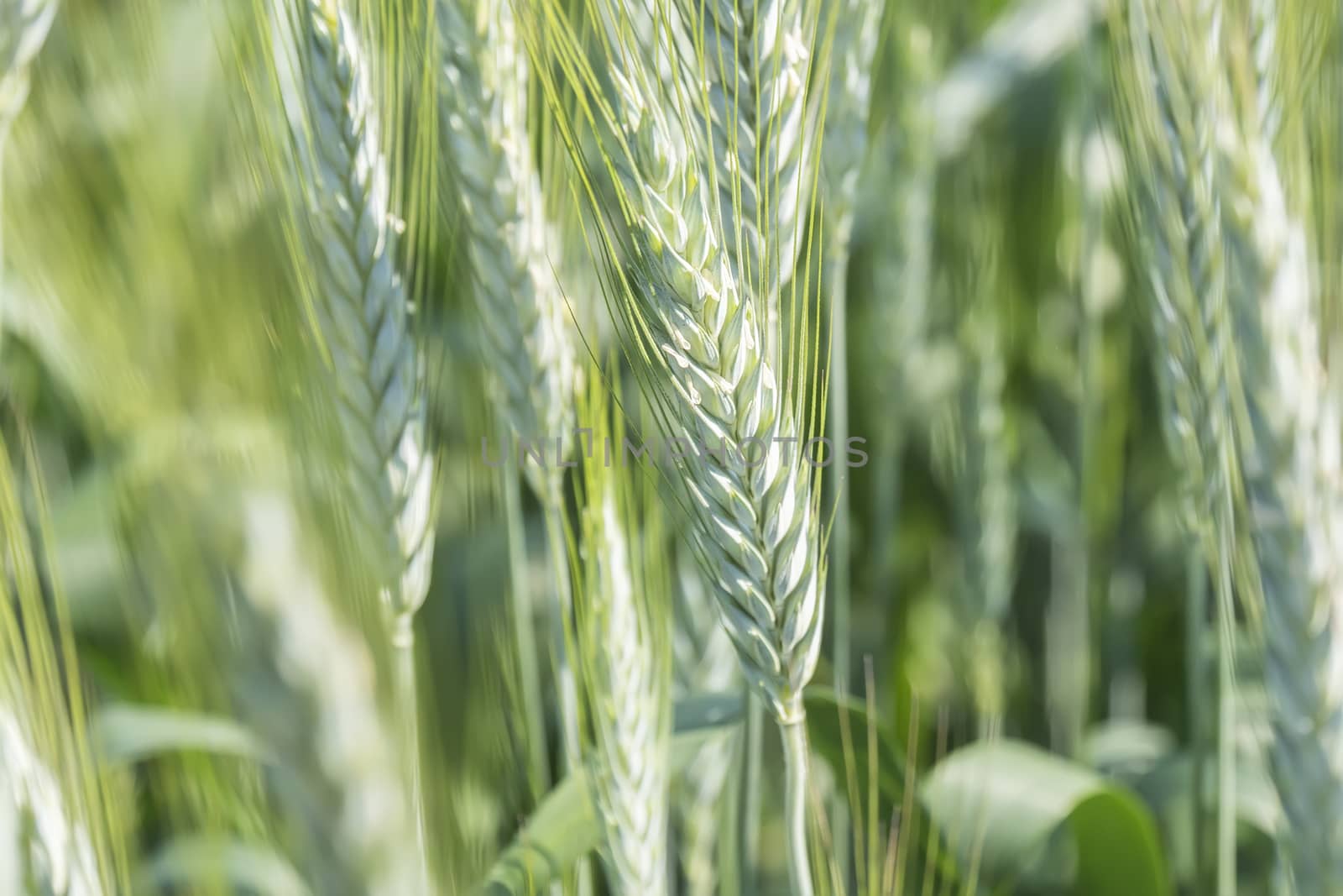 Unripe wheat ears, green field by max8xam