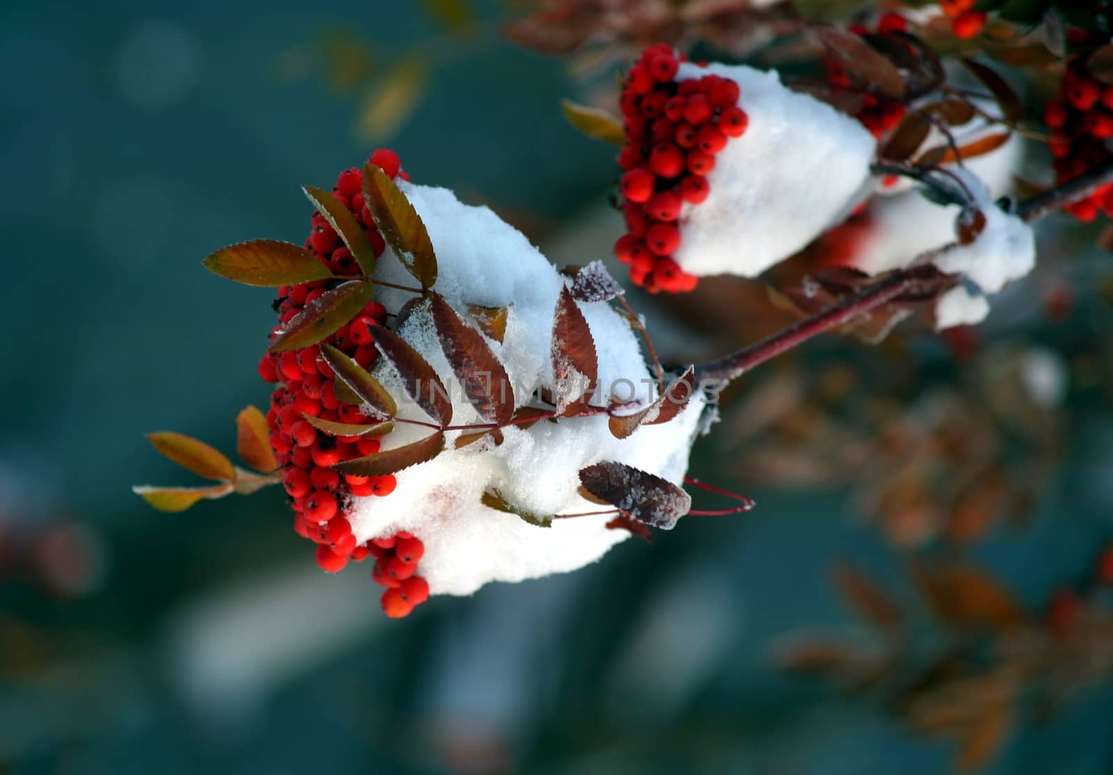 bright red Rowan tree in the snow