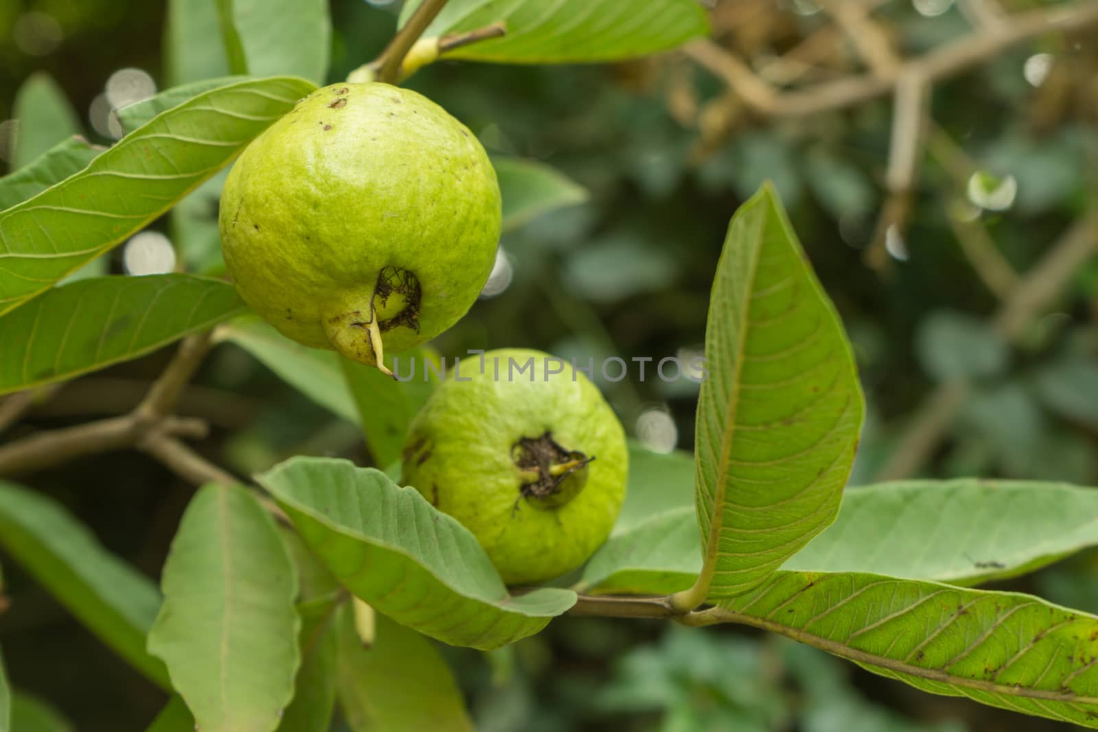 A closeup shot of a green guava fruit growing in a tree