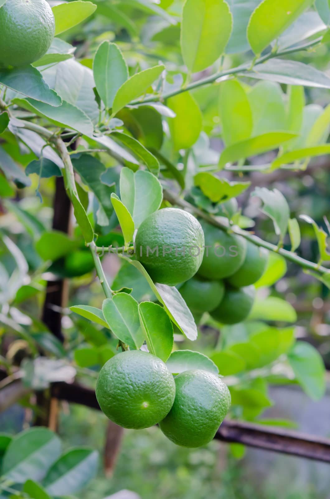 Lime tree with fruits  by rakratchada