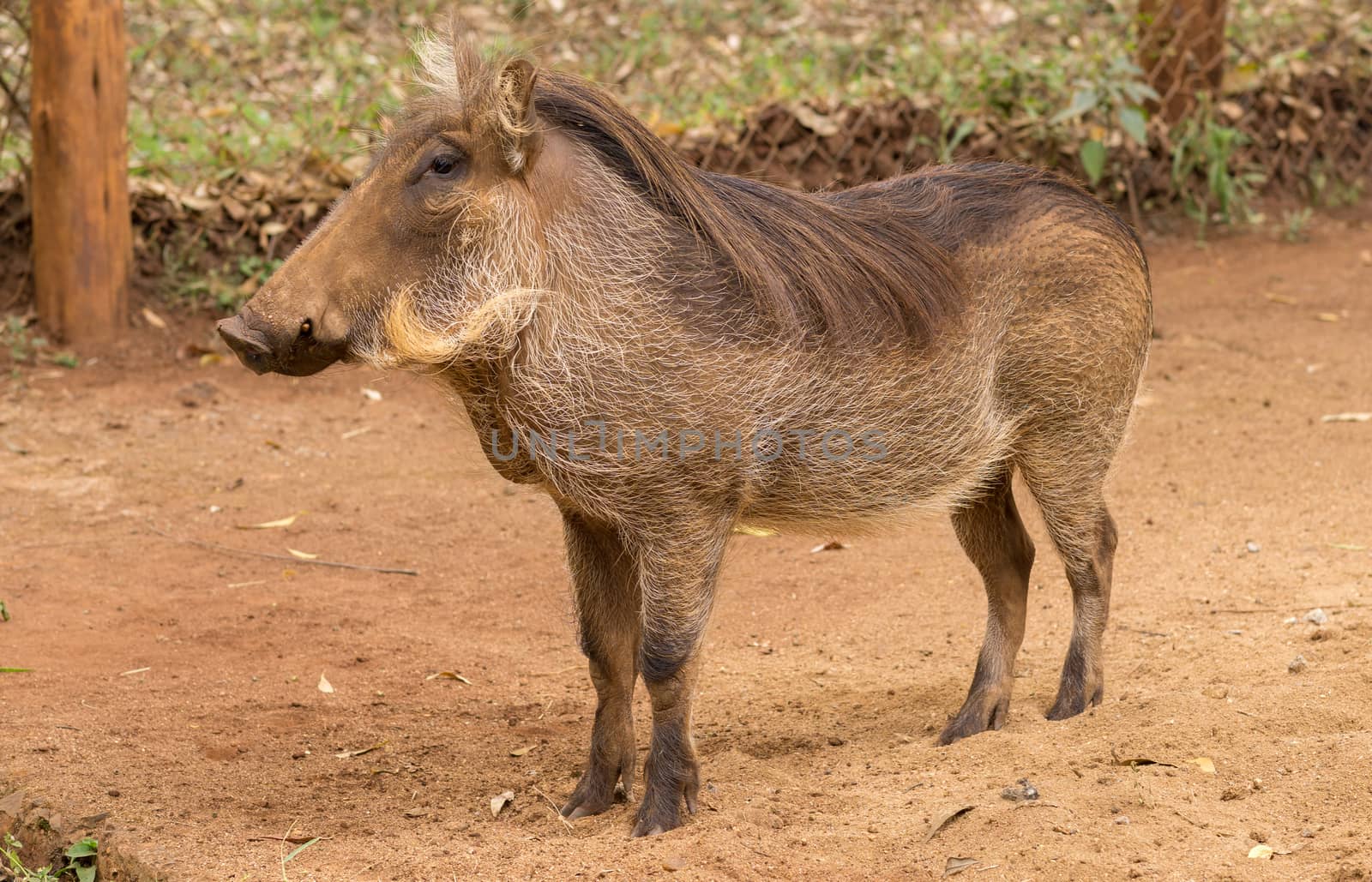 African warthog by derejeb