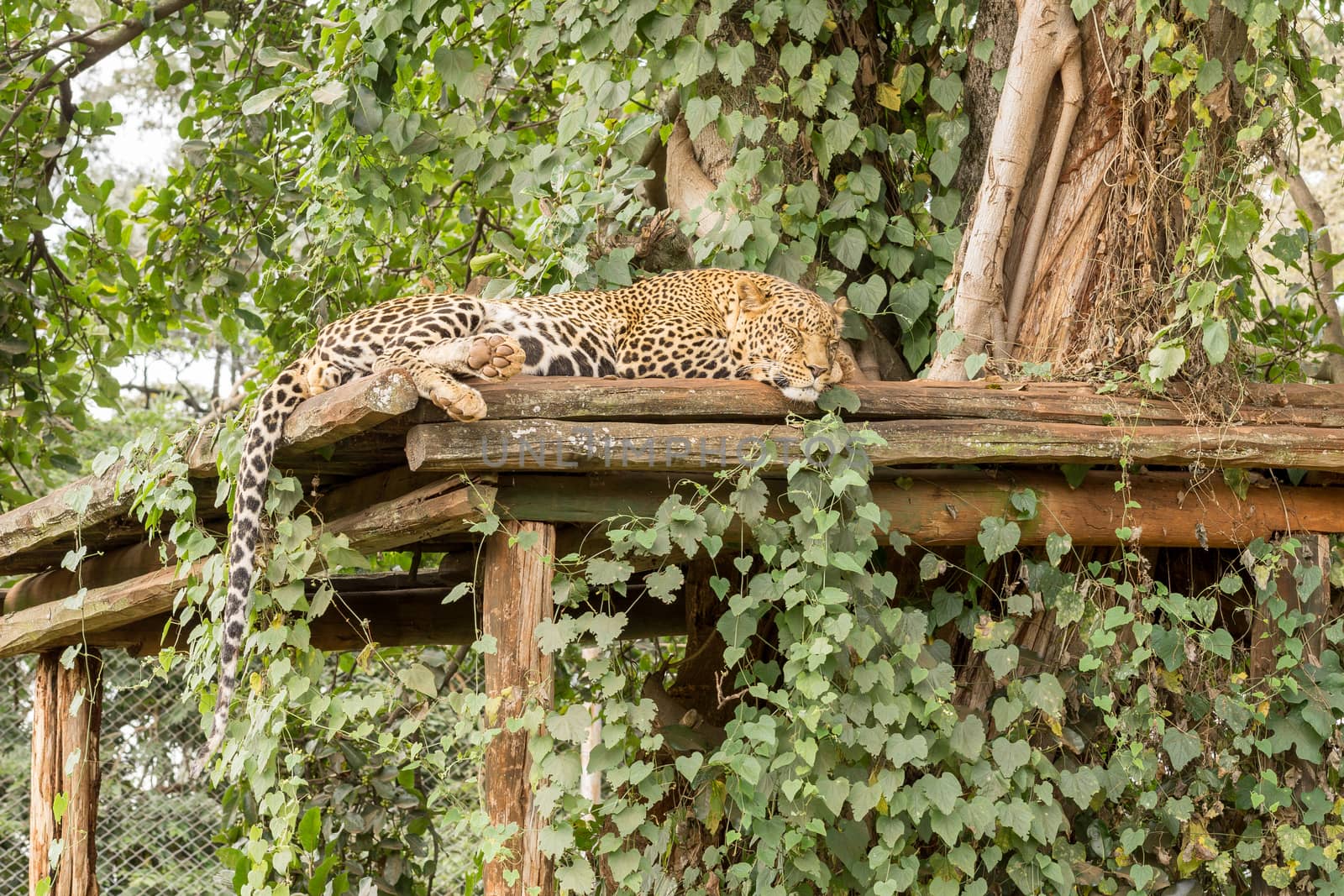 A leopard sleeping on a high platform at the Nairobi National Park in Kenya