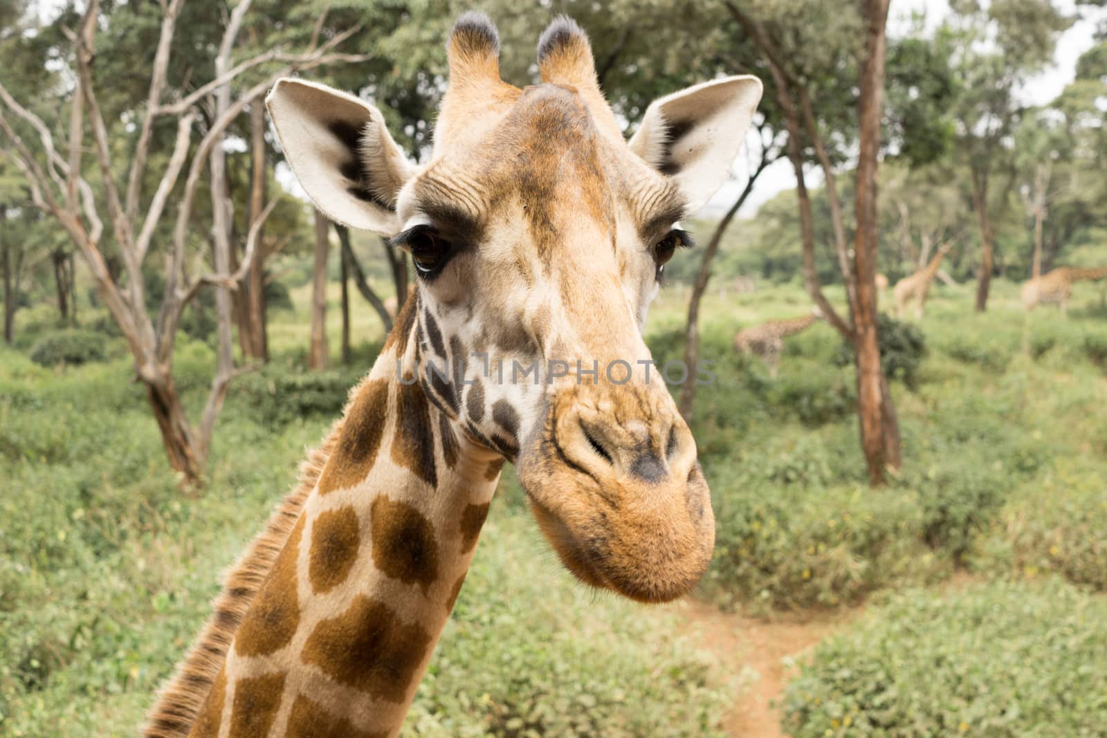 Portrait of a Giraffe by derejeb