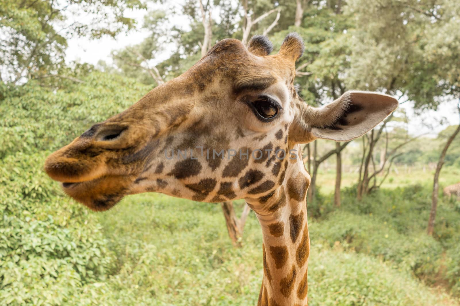 Closeup headshot of an adult African Giraffe from the neck up