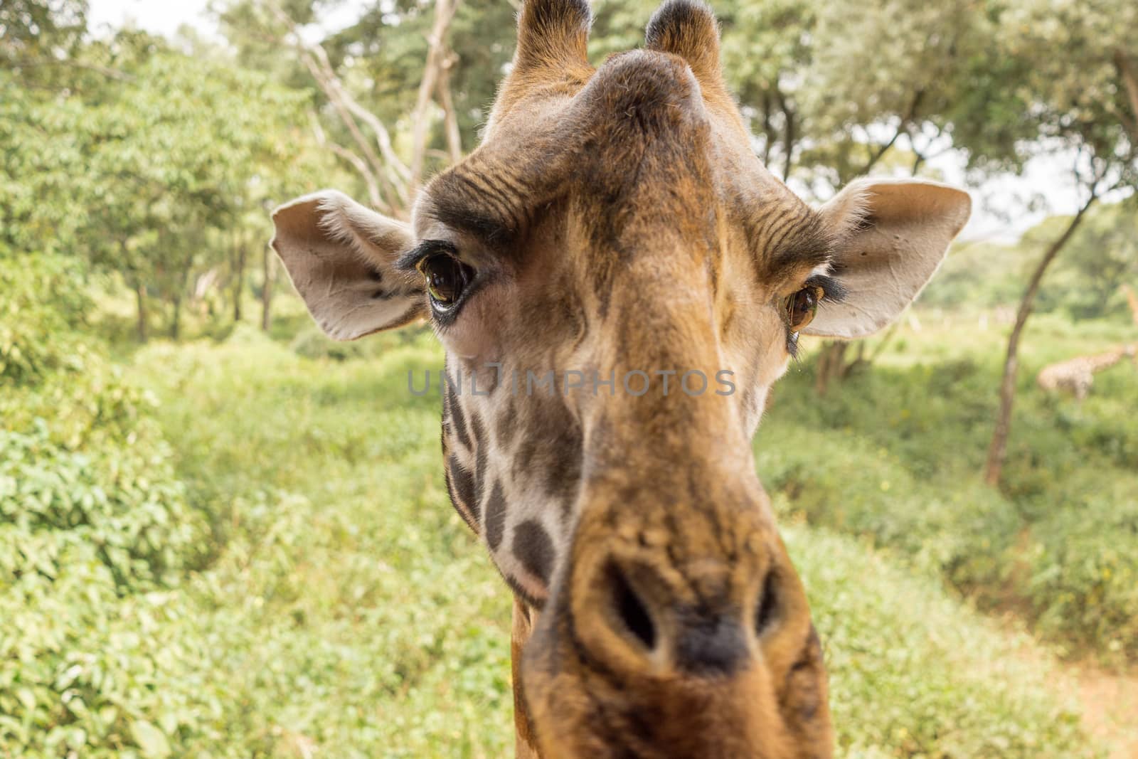 Closeup headshot of an adult African Giraffe from the neck up