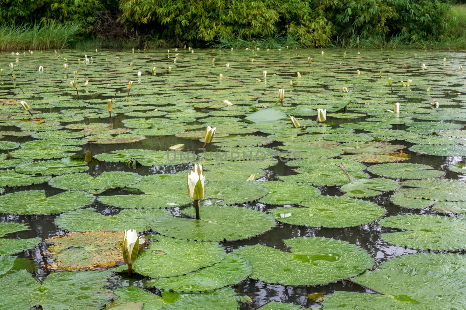 Beautiful white flowers and broad leaves of the White Lotus, also known as the European white waterlily or the white water rose, floating in a small pond at the Bamako Zoo in Mali