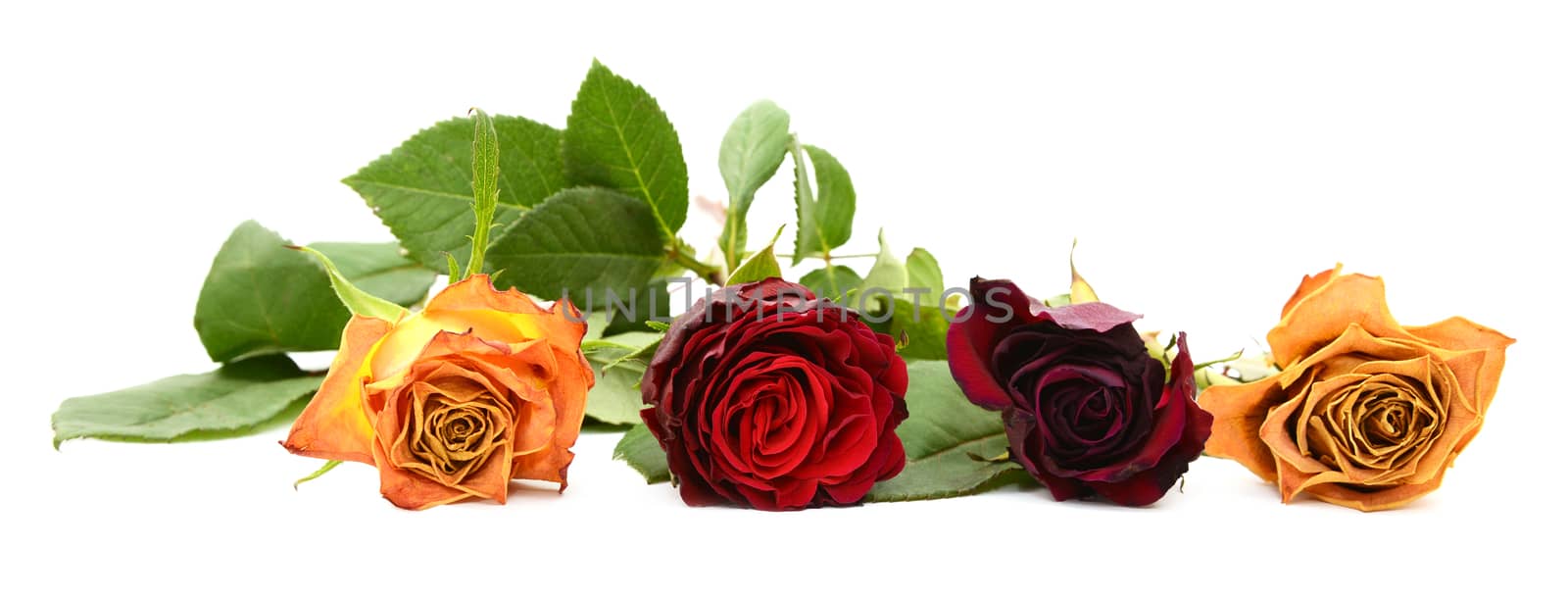 Row of four fading rose blooms in yellow, red, burgundy and orange, isolated on a white background