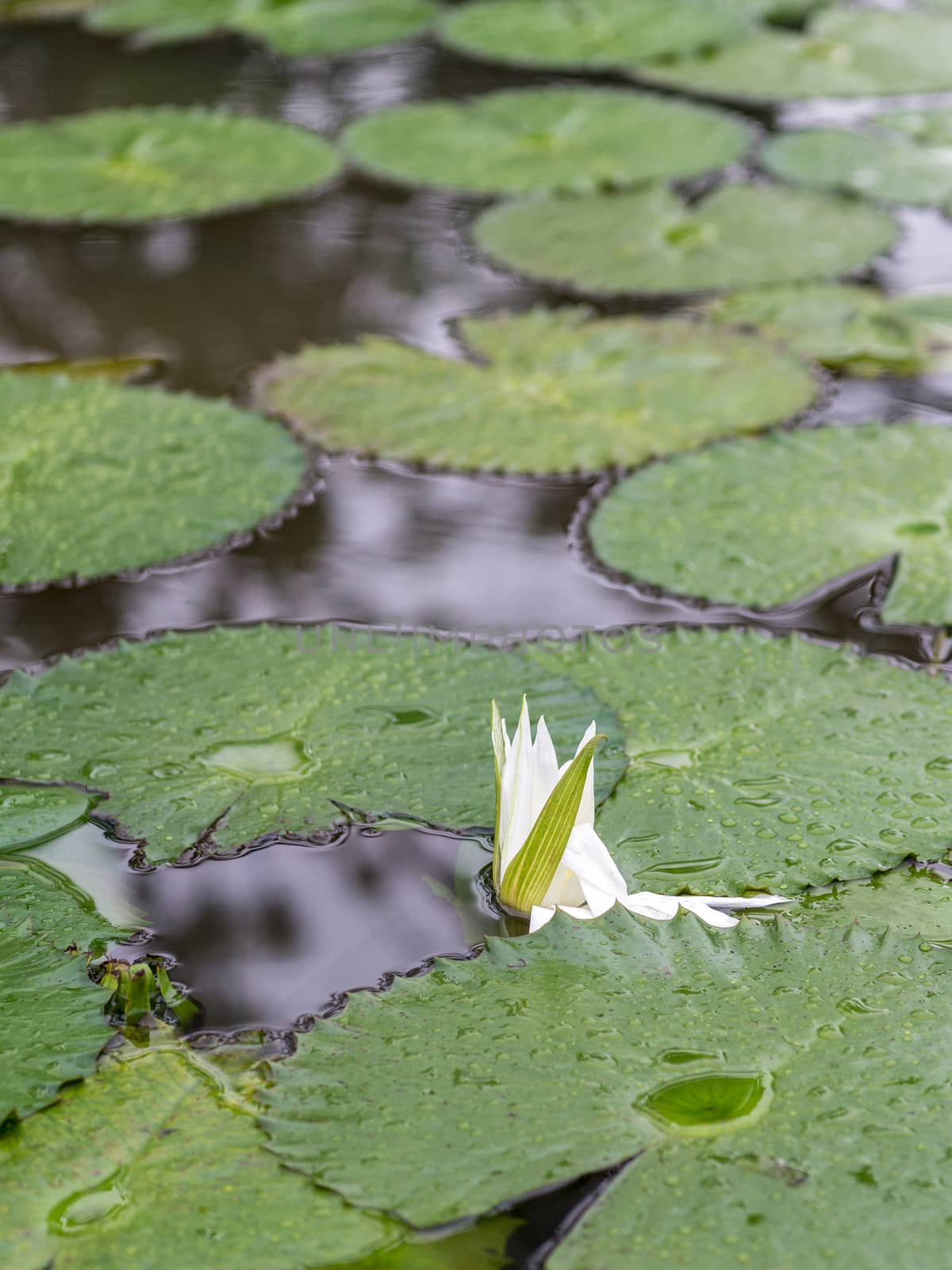 Beautiful white flower and broad leaves of the White Lotus, also known as the European white waterlily or the white water rose, floating in a small pond at the Bamako Zoo in Mali