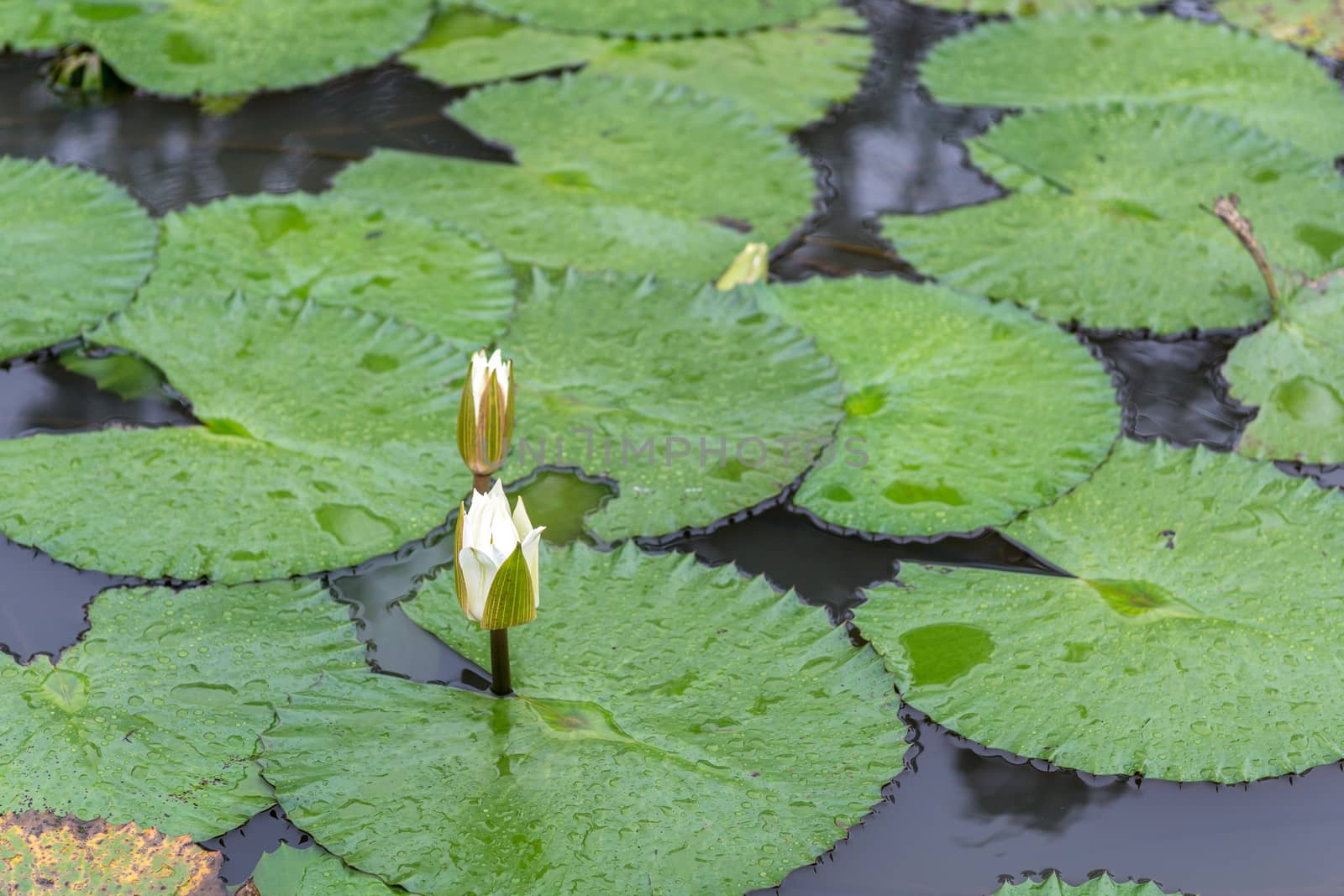 Beautiful white flower and broad leaves of the White Lotus, also known as the European white waterlily or the white water rose, floating in a small pond at the Bamako Zoo in Mali
